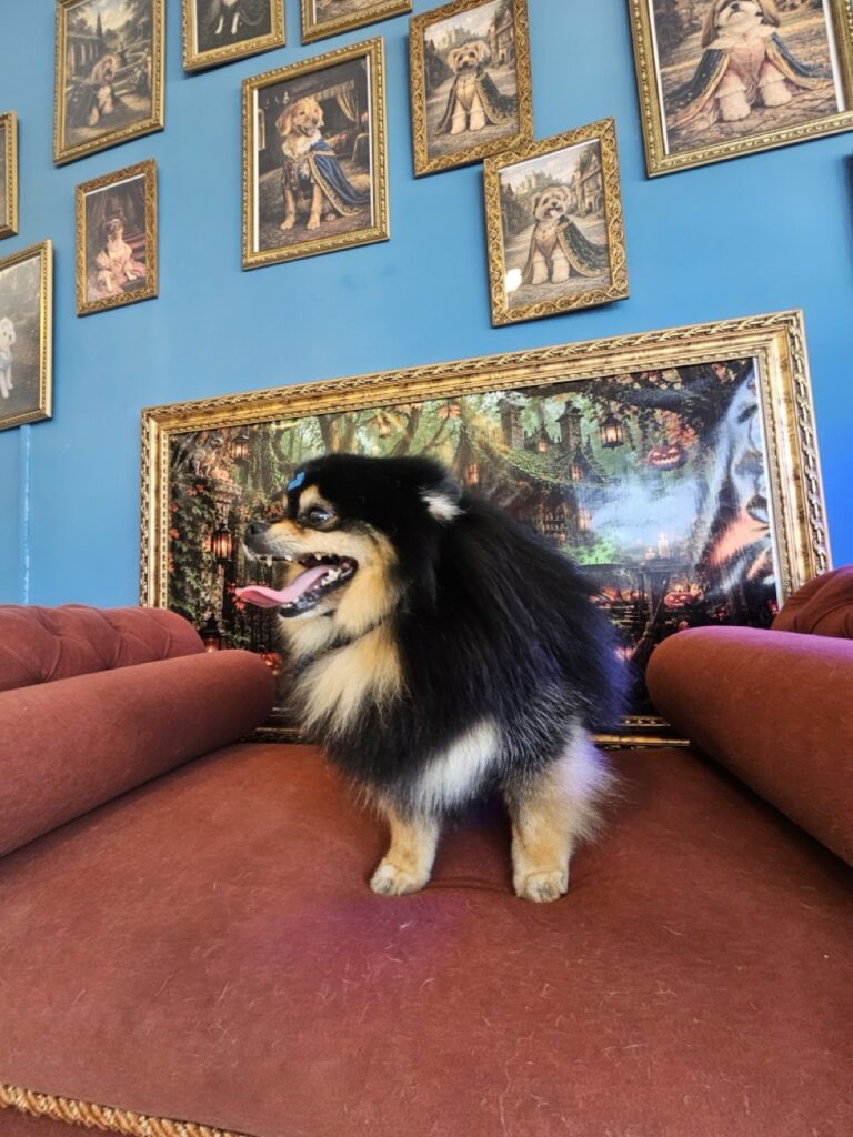 Duke na Realeza Pets, foto 20