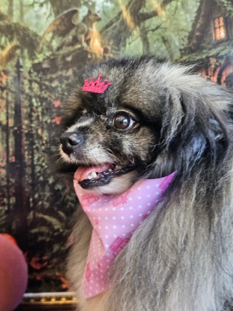 Sophie, Spitz atendido na Realeza Pets