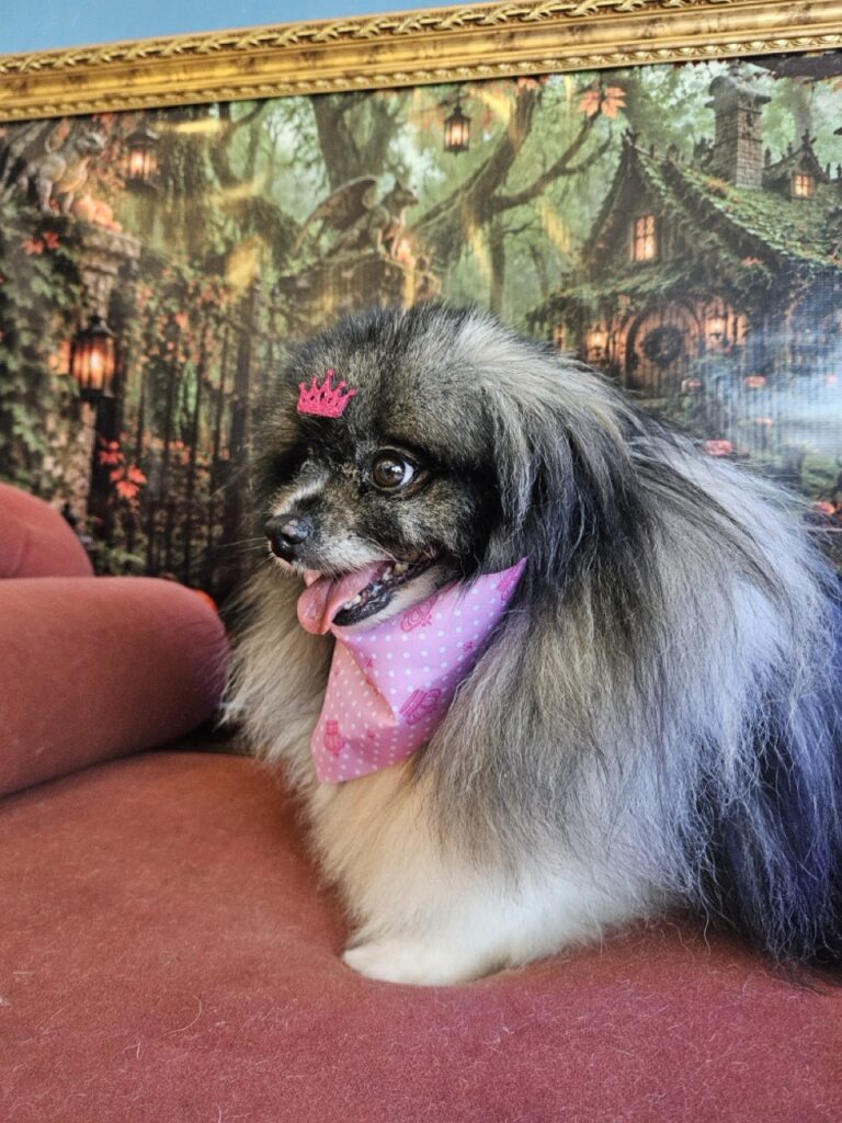 Sophie na Realeza Pets, foto 19