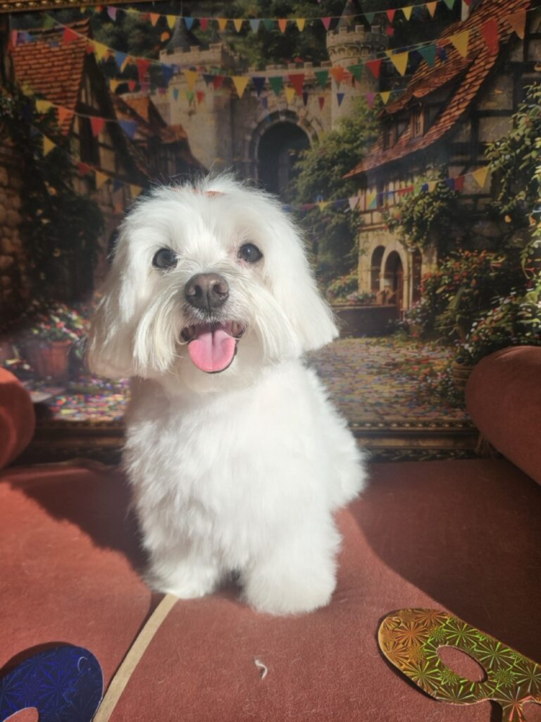 Levi na Realeza Pets, foto 5