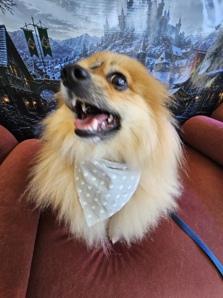 Nemo na Realeza Pets, foto 17