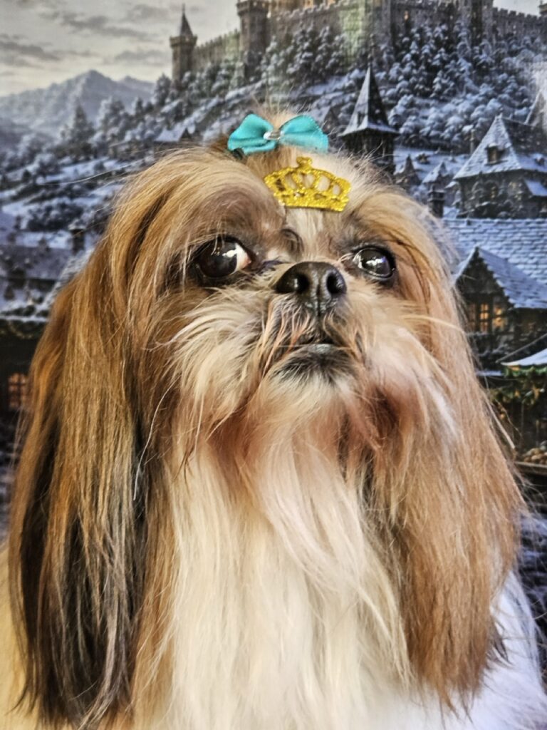 Katy Perry na Realeza Pets, foto 31