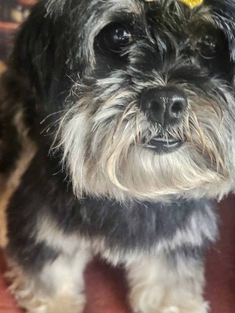 Nutella na Realeza Pets, foto 16