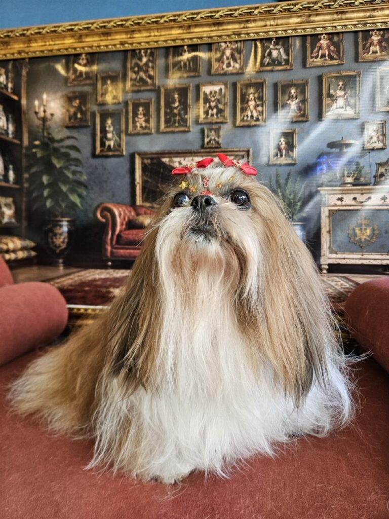 Katy Perry na Realeza Pets, foto 43