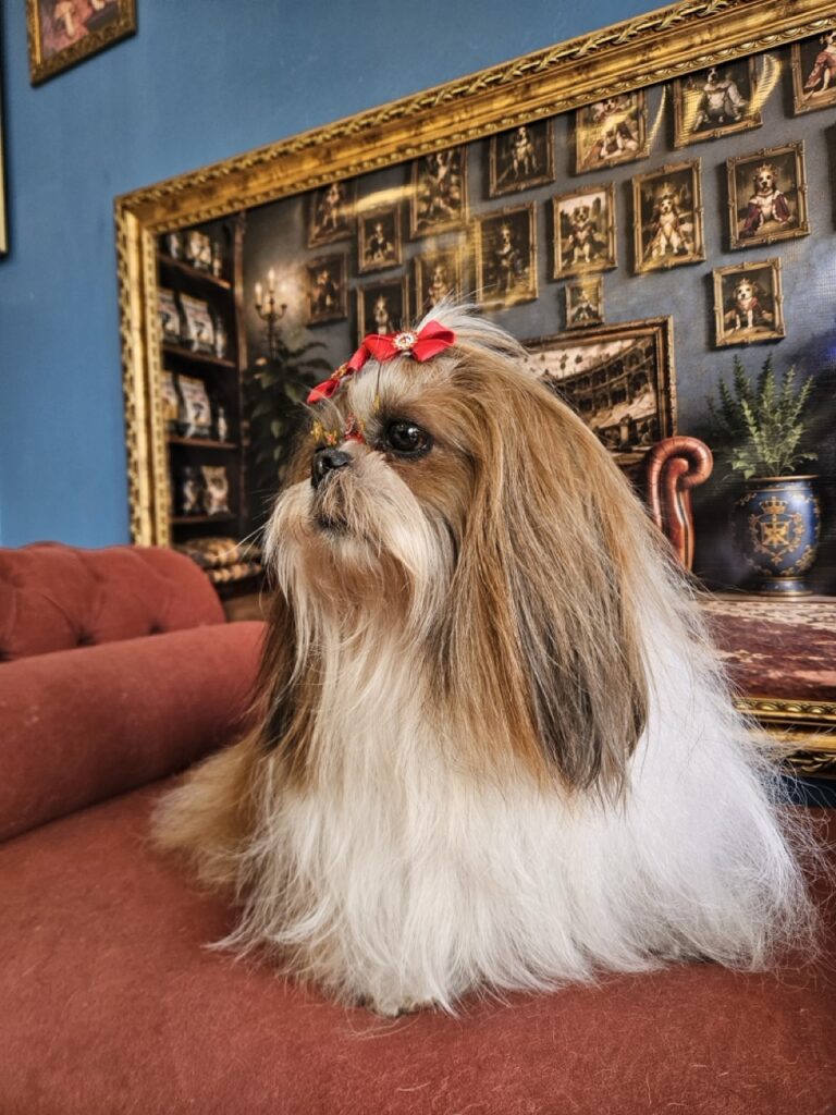 Katy Perry na Realeza Pets, foto 44
