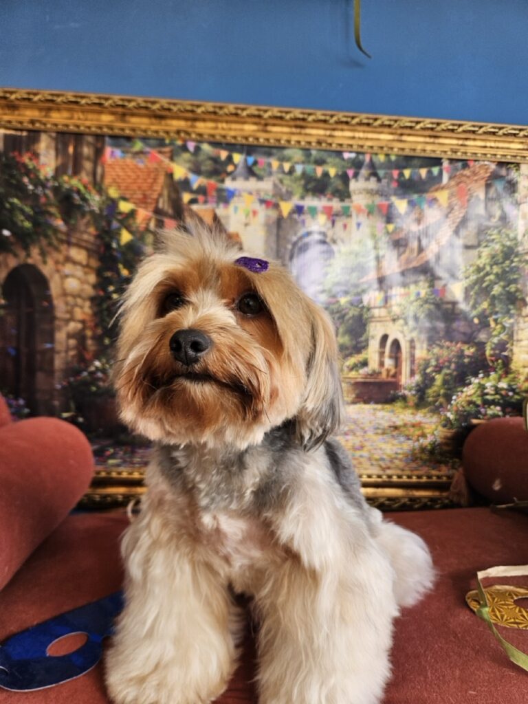 Coca na Realeza Pets, foto 7