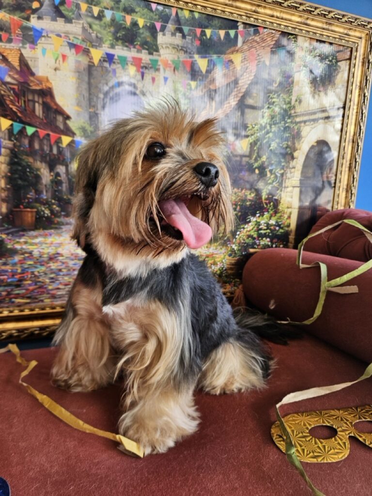 Nana na Realeza Pets, foto 11