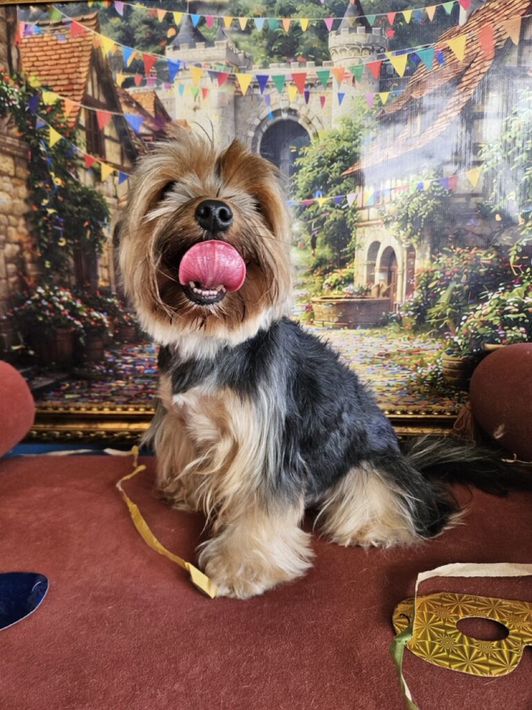 Nana na Realeza Pets, foto 10