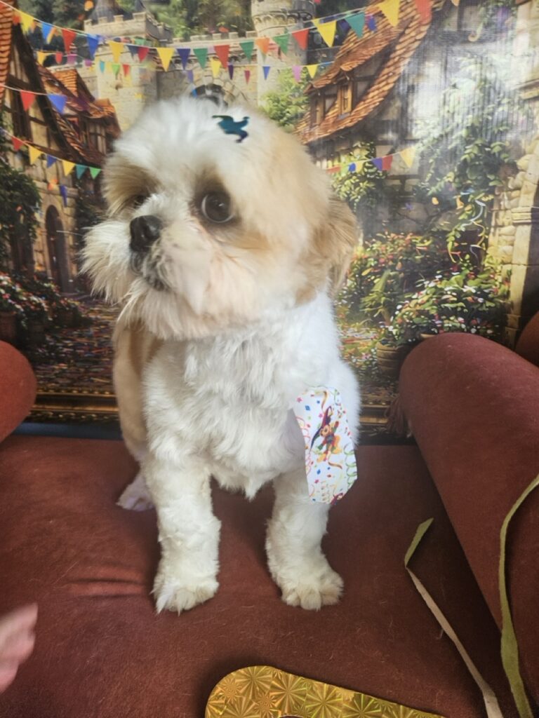Oliver na Realeza Pets, foto 5