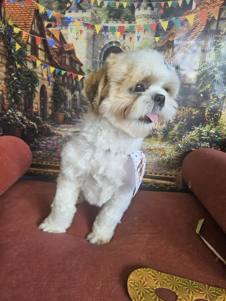 Oliver na Realeza Pets, foto 6