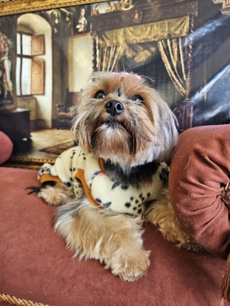 Nana na Realeza Pets, foto 17