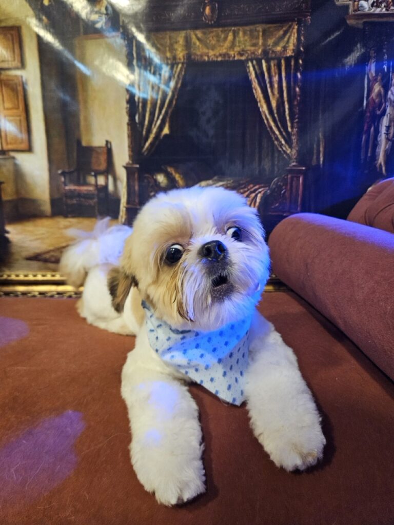 Oliver na Realeza Pets, foto 18