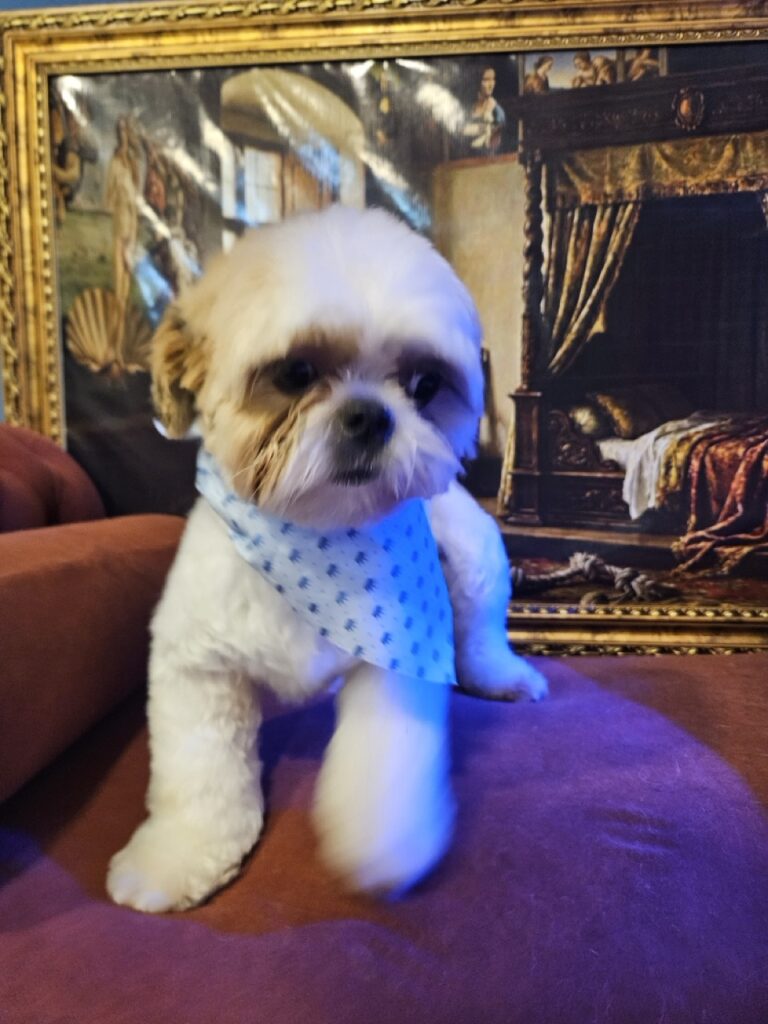 Oliver na Realeza Pets, foto 19
