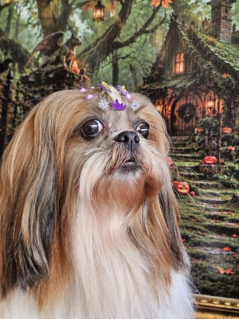 Katy Perry na Realeza Pets, foto 49