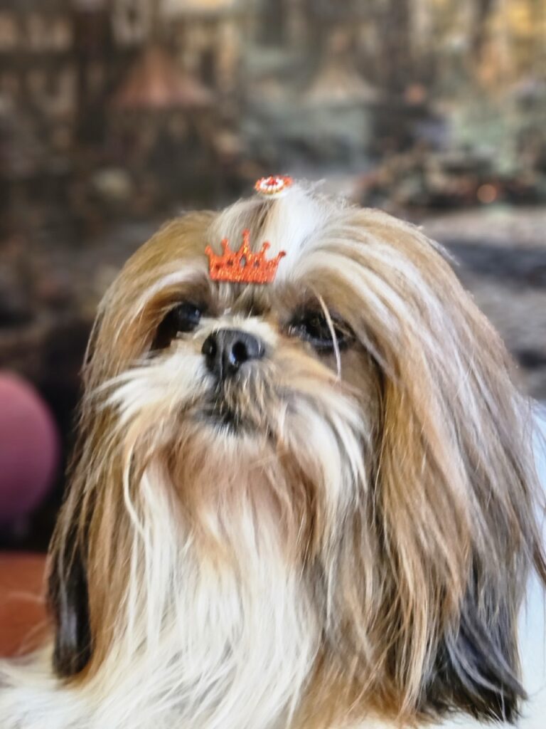 Katy Perry na Realeza Pets, foto 22