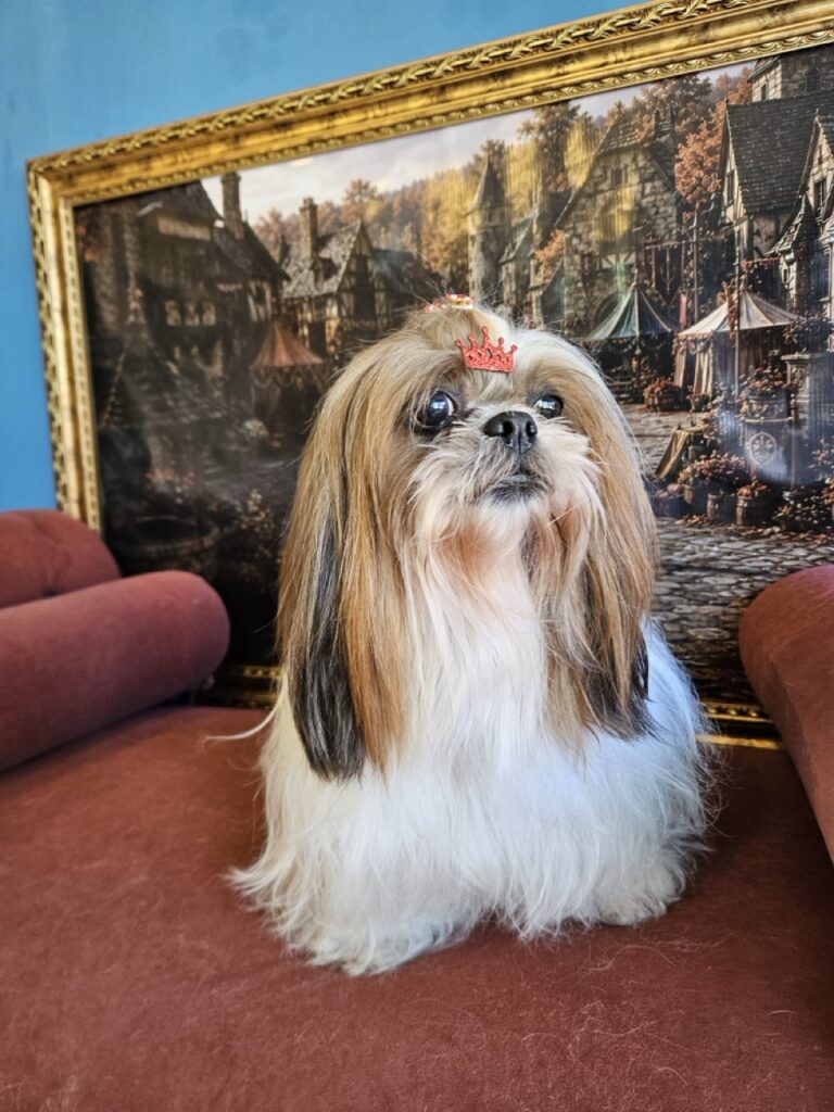 Katy Perry na Realeza Pets, foto 21