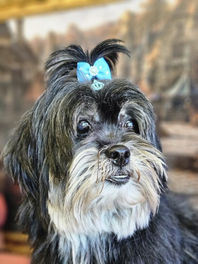 Nutella na Realeza Pets, foto 40