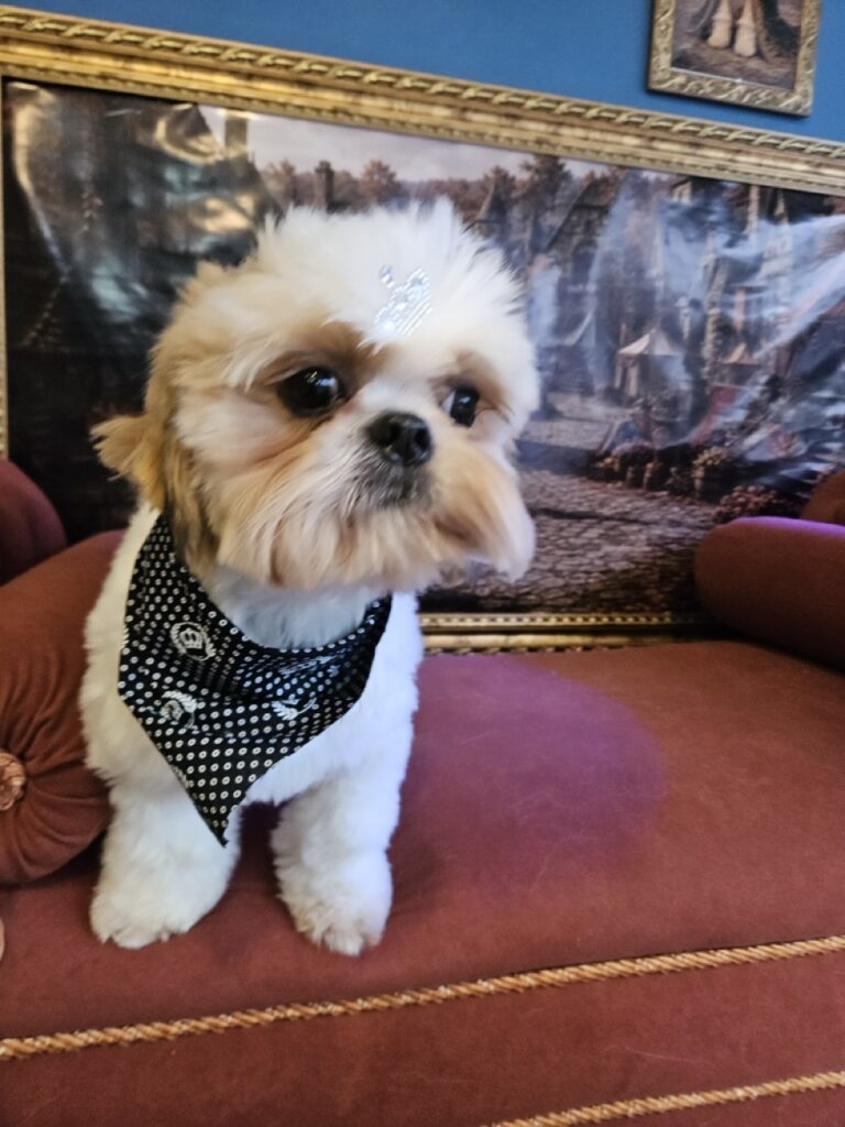 Oliver na Realeza Pets, foto 31