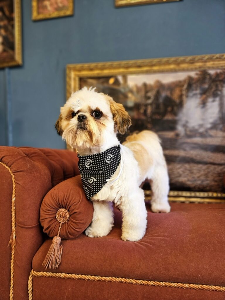 Oliver na Realeza Pets, foto 32