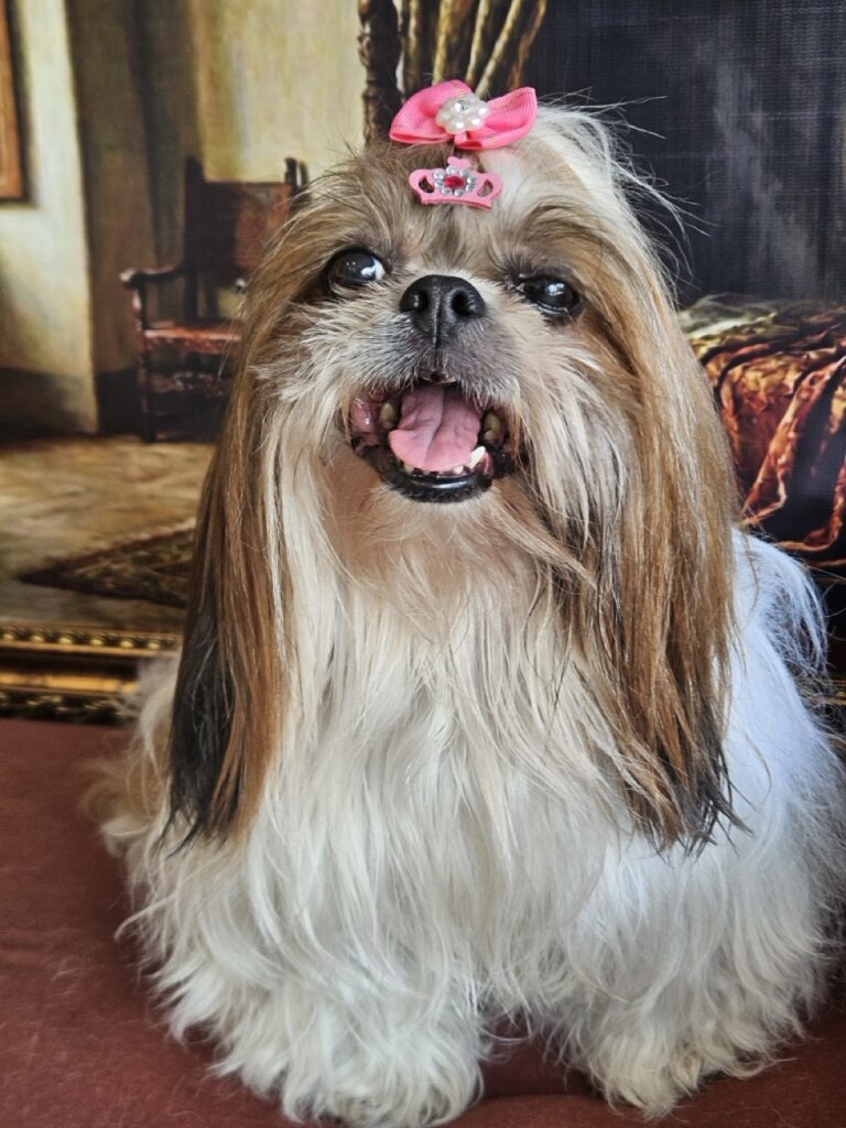 Katy Perry na Realeza Pets, foto 15