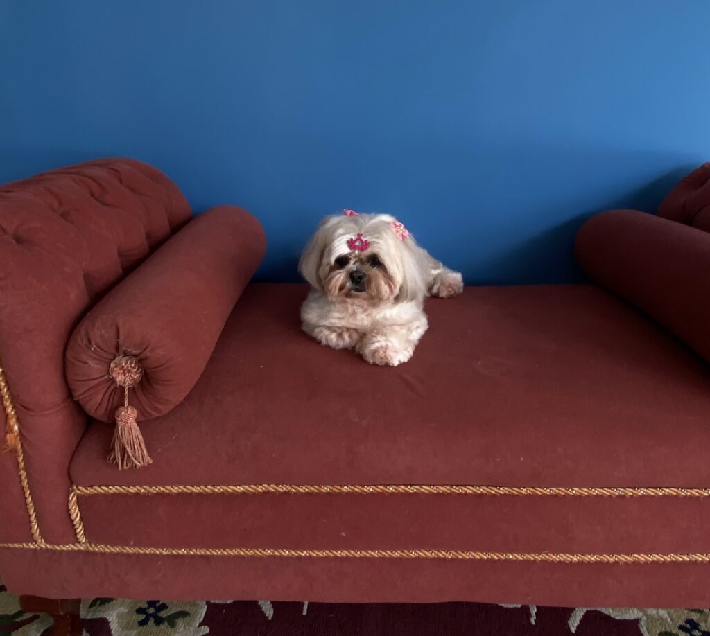Lola, Shih Tzu atendido na Realeza Pets