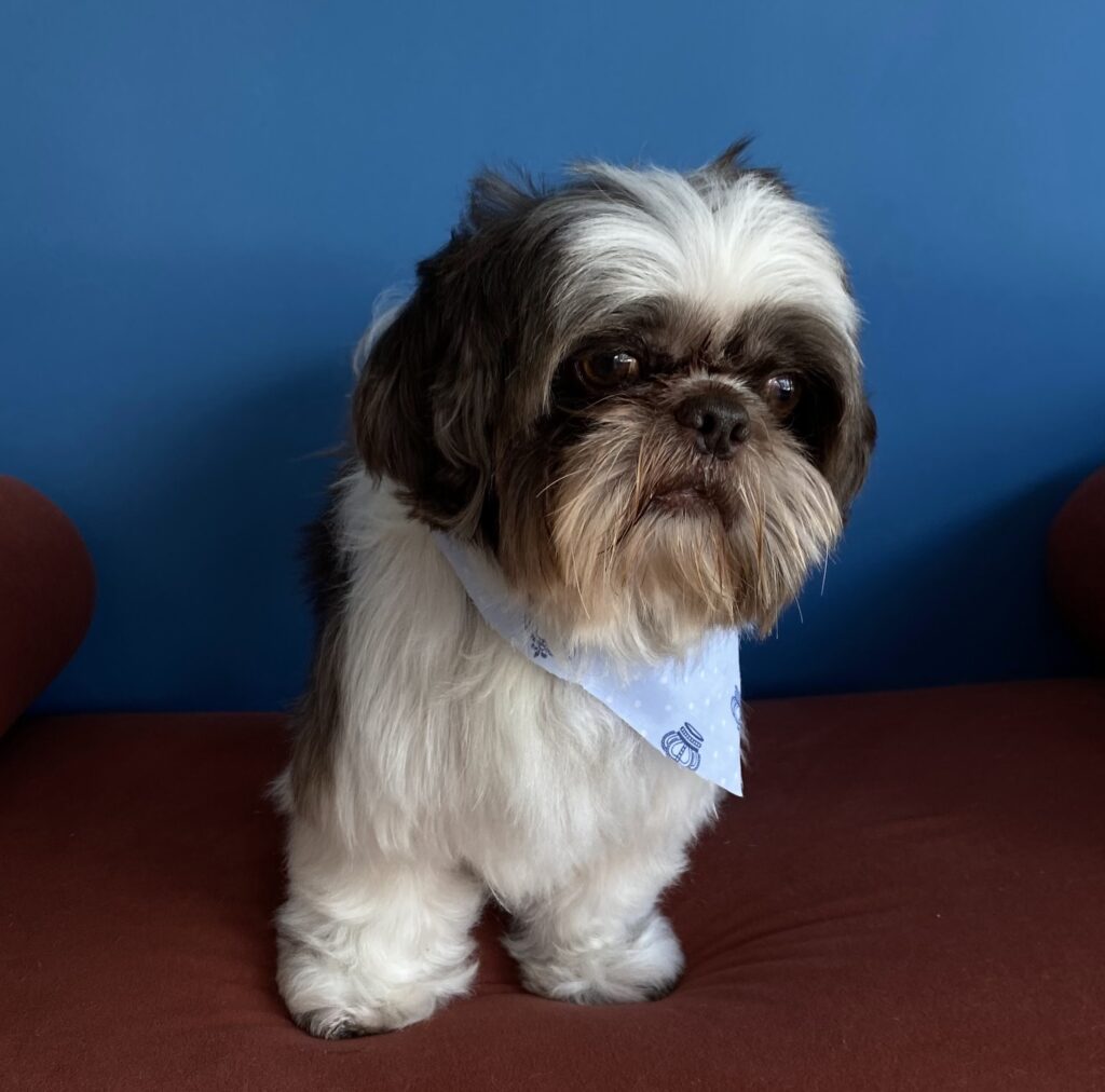 Thor, Shih Tzu atendido na Realeza Pets