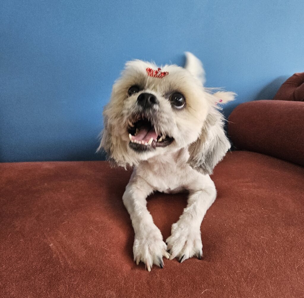 Neli, Shih Tzu atendido na Realeza Pets