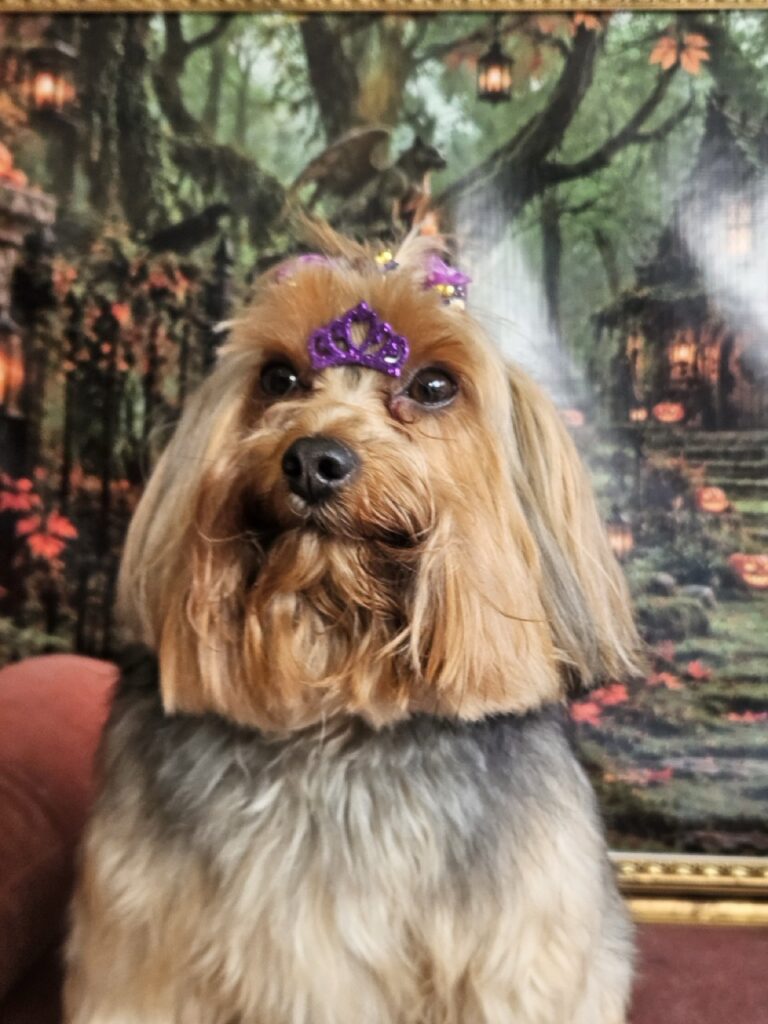 Coca na Realeza Pets, foto 49