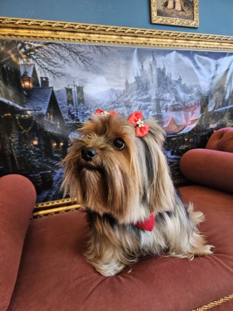 Nana na Realeza Pets, foto 31