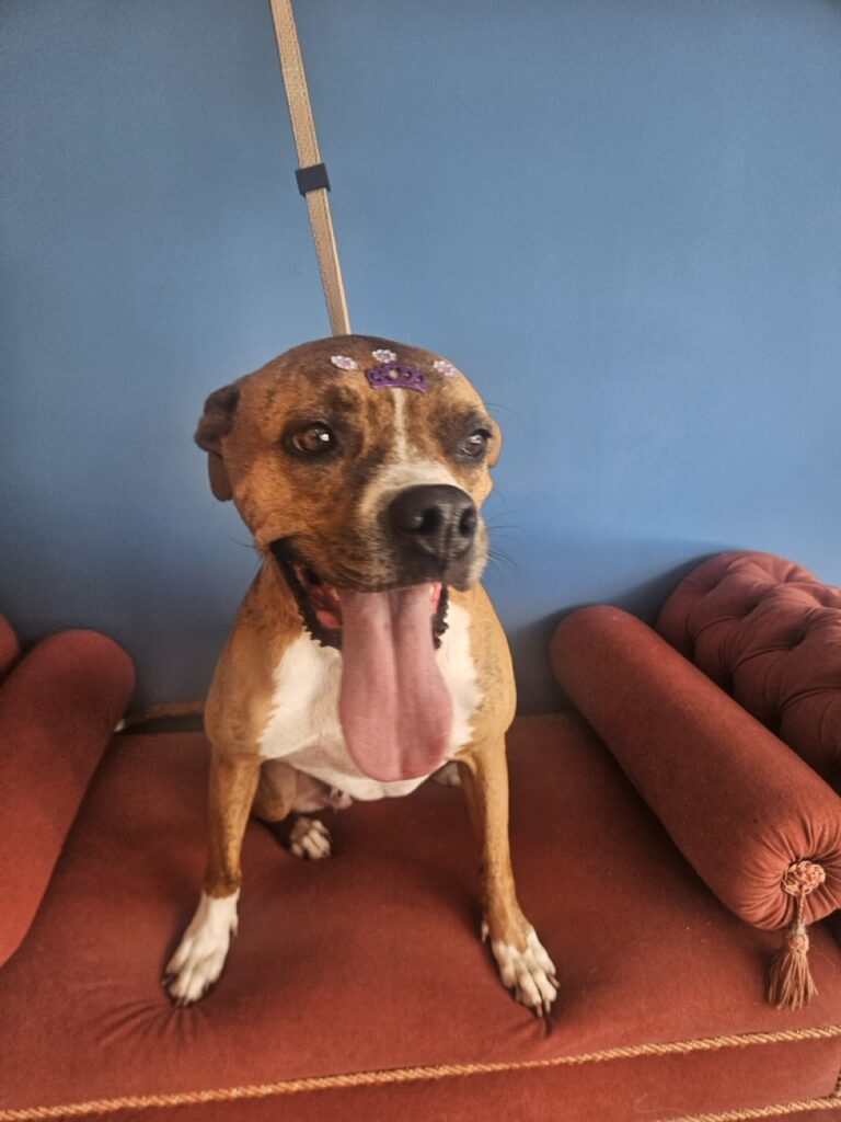 Cacau, Boxer atendido na Realeza Pets