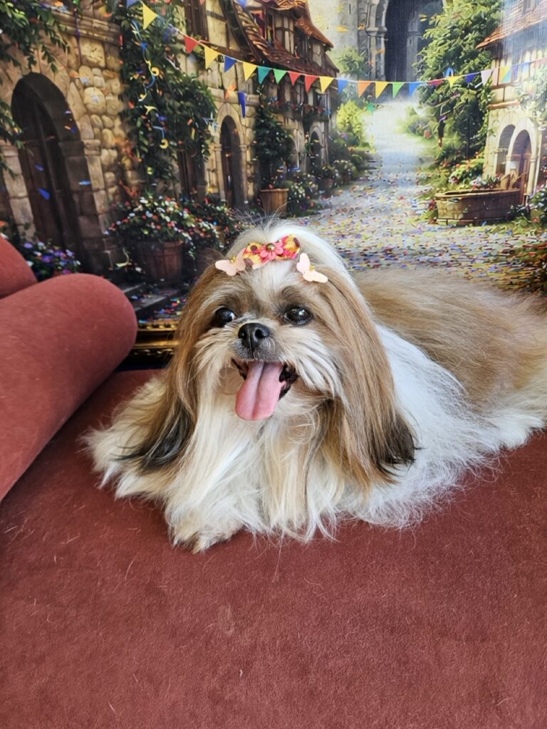 Katy Perry na Realeza Pets, foto 9