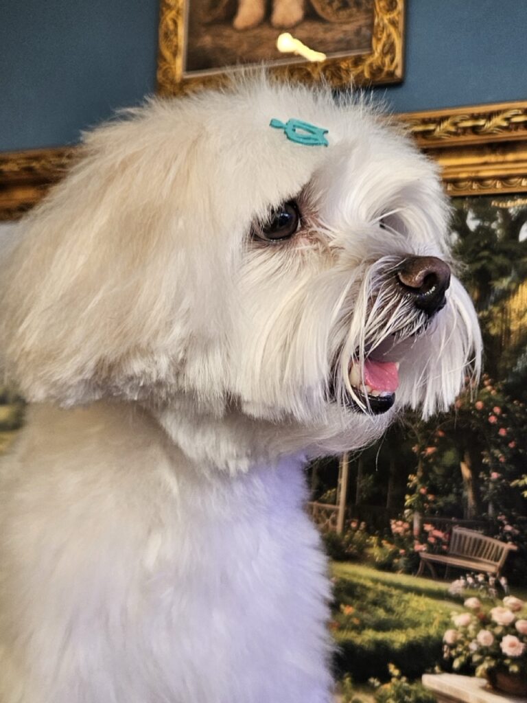 Levi na Realeza Pets, foto 18