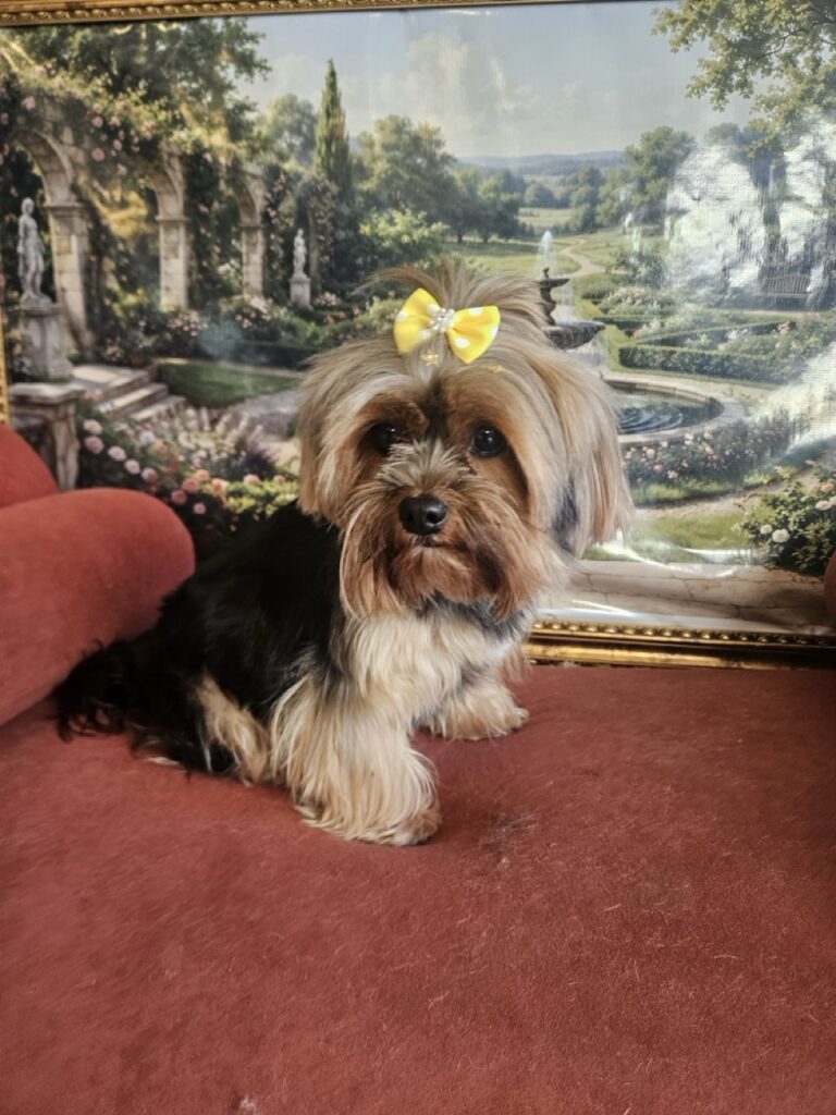 Nana na Realeza Pets, foto 20