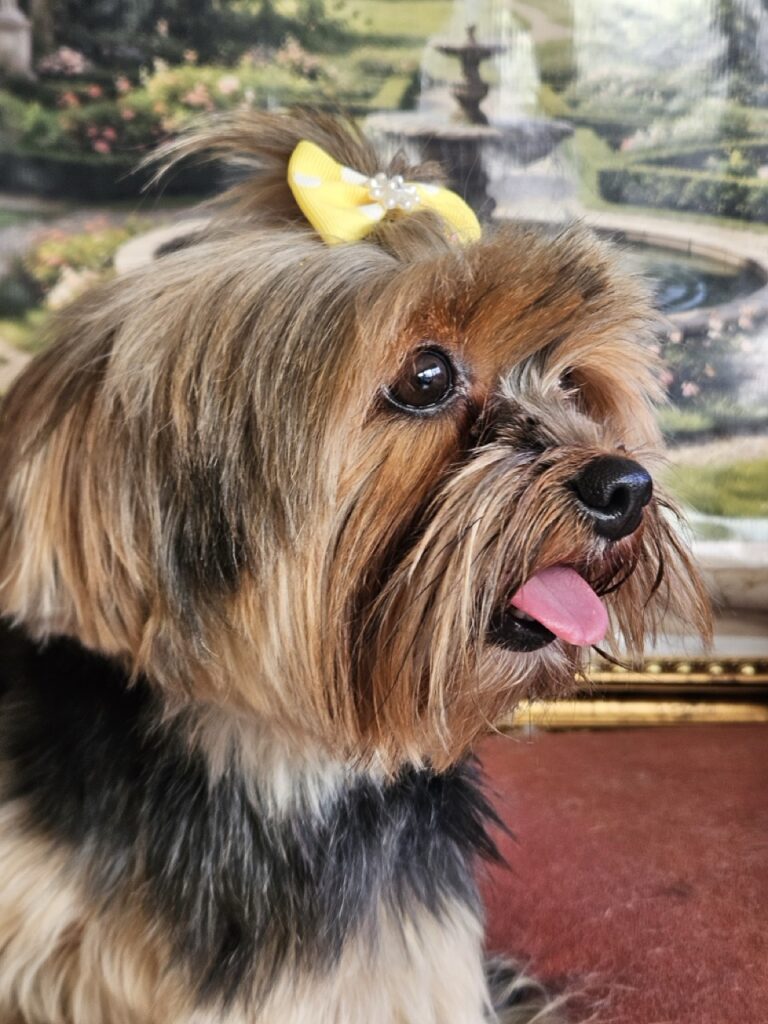 Nana na Realeza Pets, foto 21