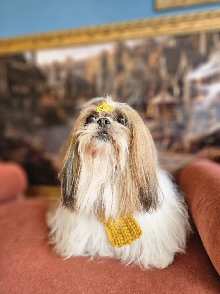 Katy Perry na Realeza Pets, foto 24