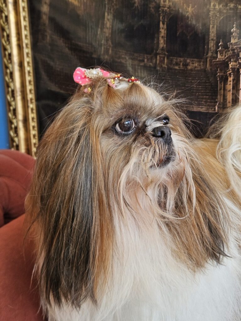 Katy Perry na Realeza Pets, foto 38