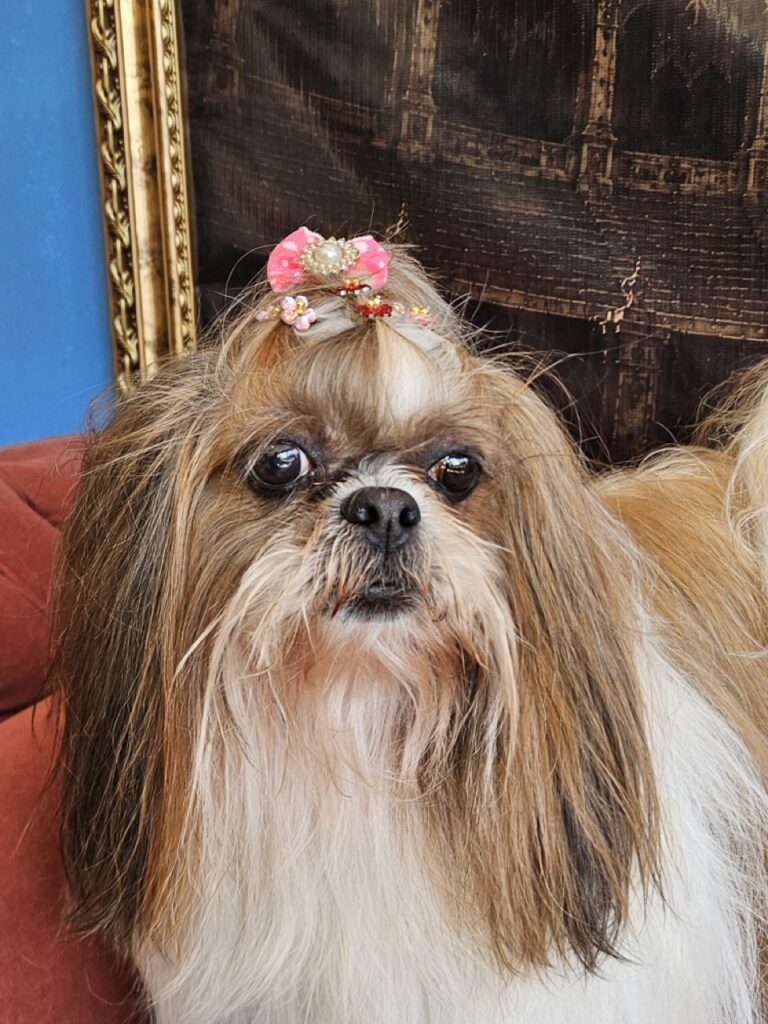 Katy Perry na Realeza Pets, foto 39