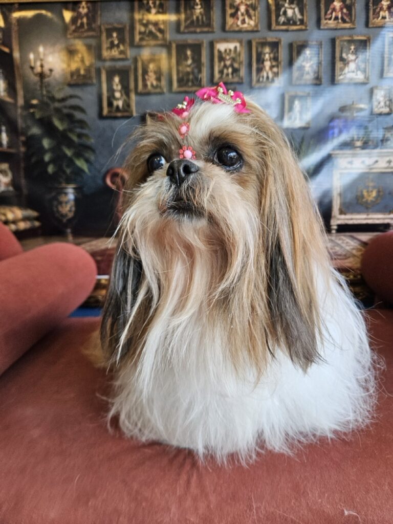 Katy Perry na Realeza Pets, foto 45