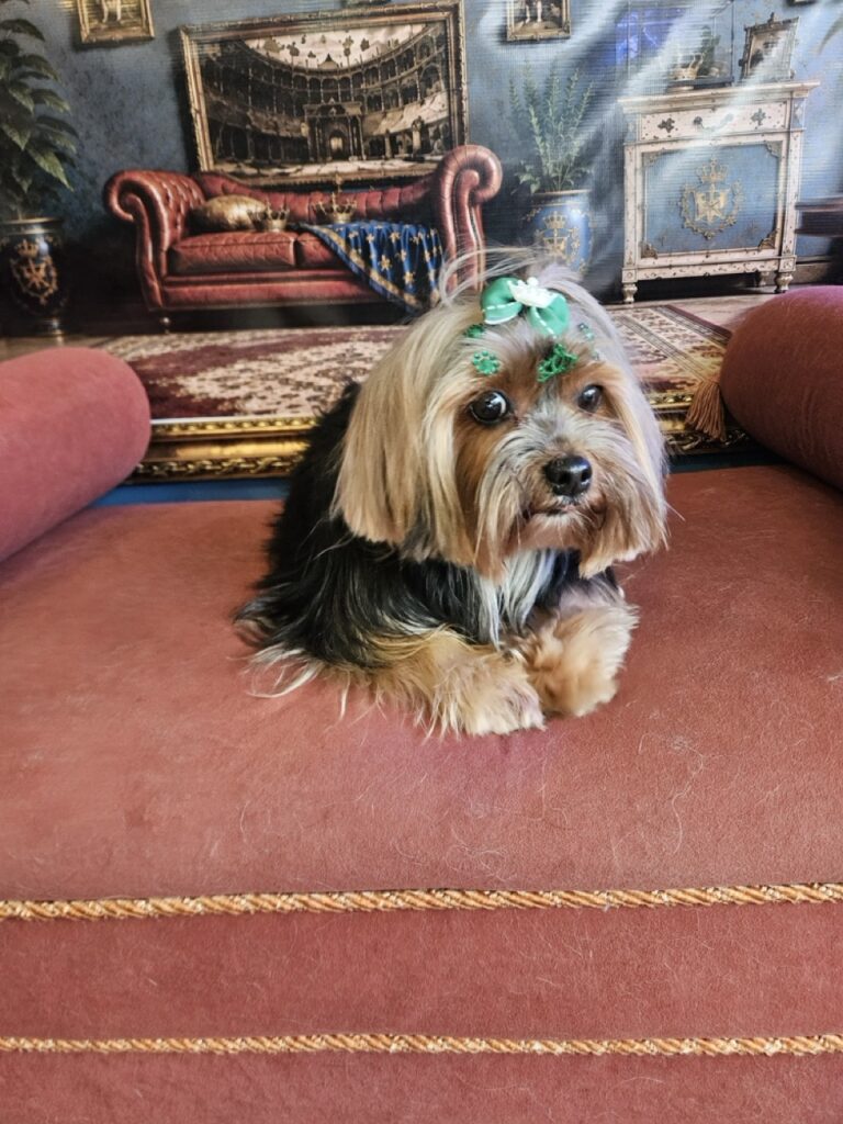 Nana na Realeza Pets, foto 47