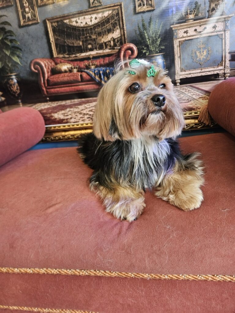 Nana na Realeza Pets, foto 48
