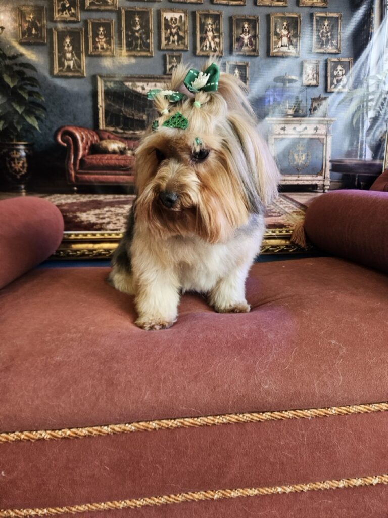 Coca na Realeza Pets, foto 46