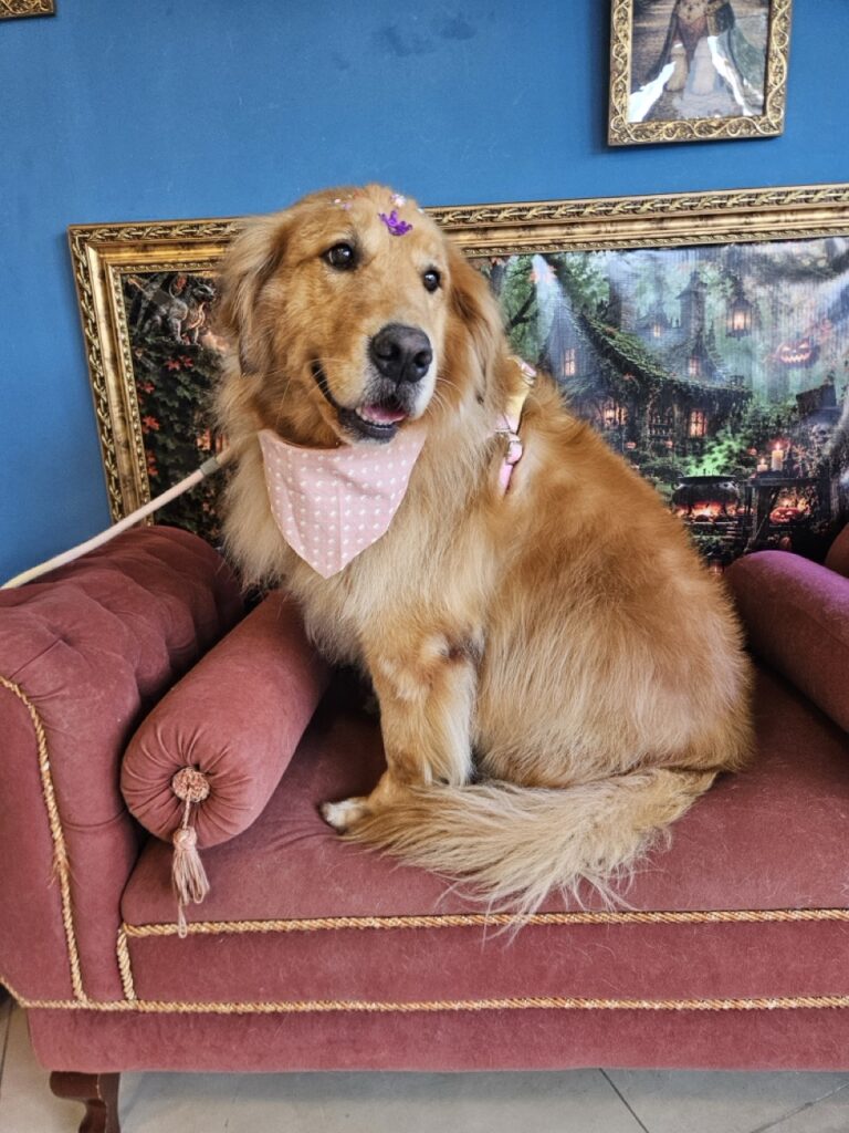 Fiona na Realeza Pets, foto 42