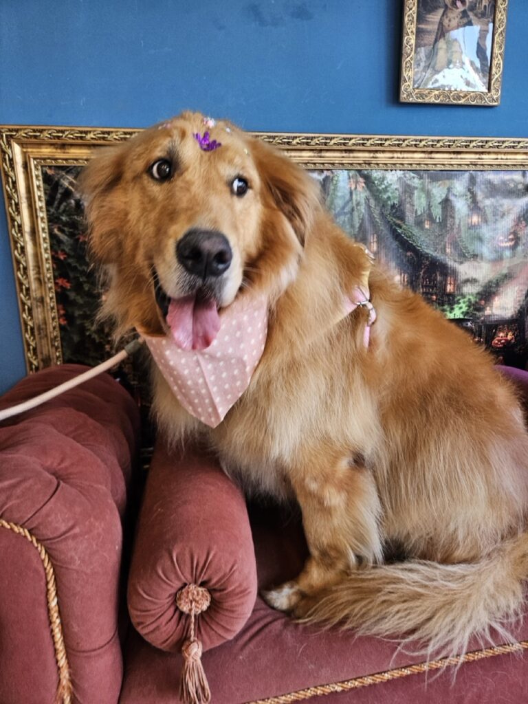 Fiona, Golden Retriever atendido na Realeza Pets