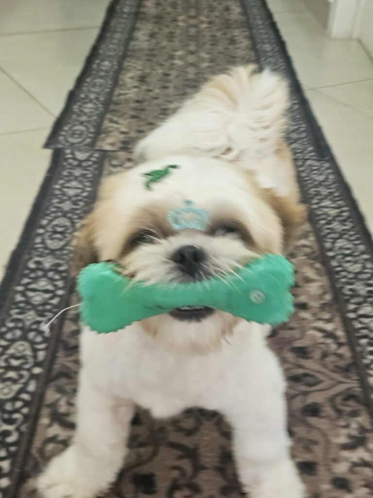 Oliver na Realeza Pets, foto 7