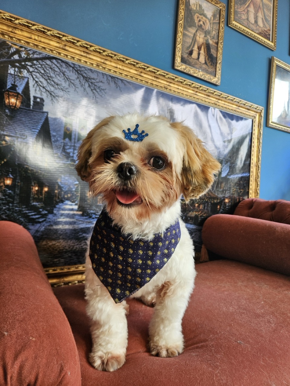 Tosa Tosa Bebê em Oliver, Shih Tzu, feita na Realeza Pets