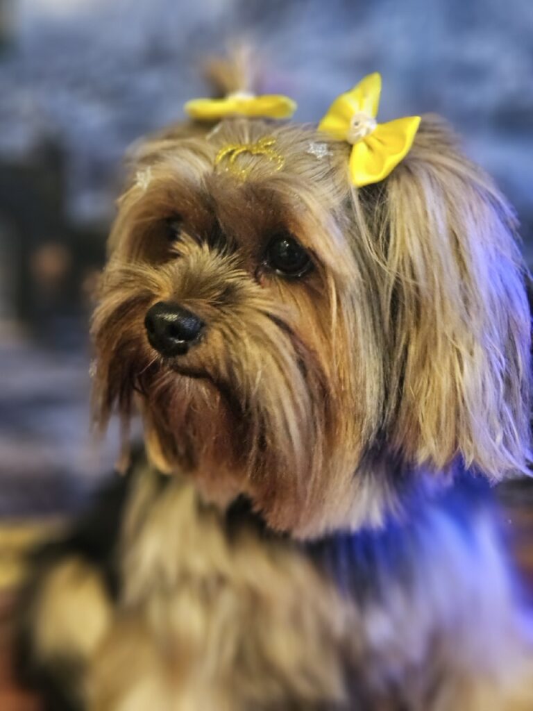 Nana na Realeza Pets, foto 27