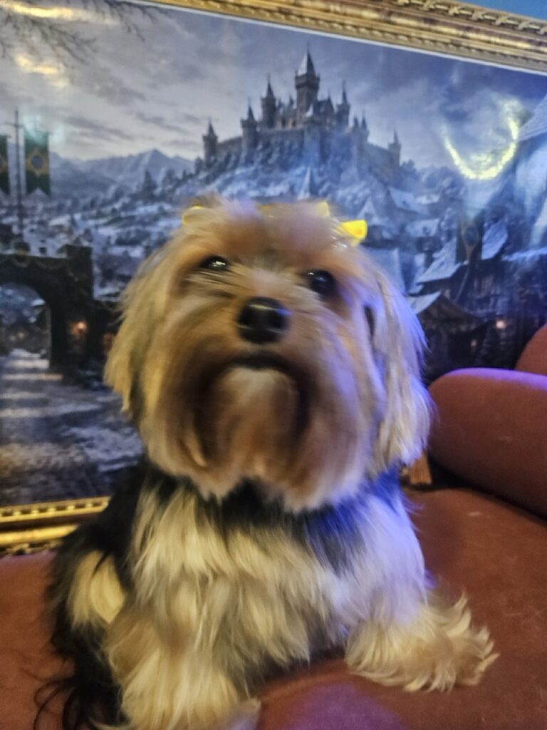 Nana na Realeza Pets, foto 28