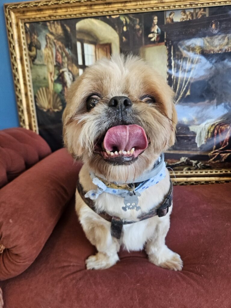 Spencer na Realeza Pets, foto 6