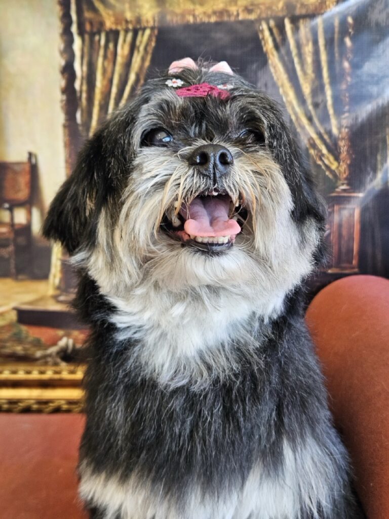 Nutella na Realeza Pets, foto 31