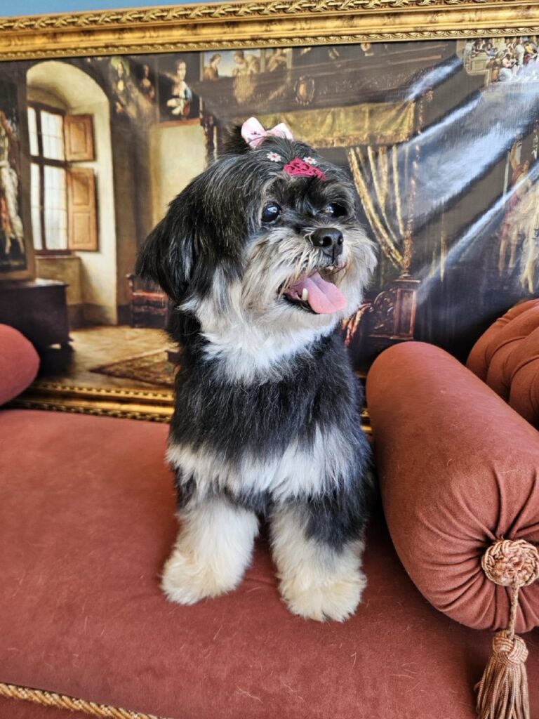 Nutella na Realeza Pets, foto 30
